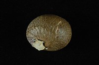 藏品(小皇冠蜑螺 )的圖片